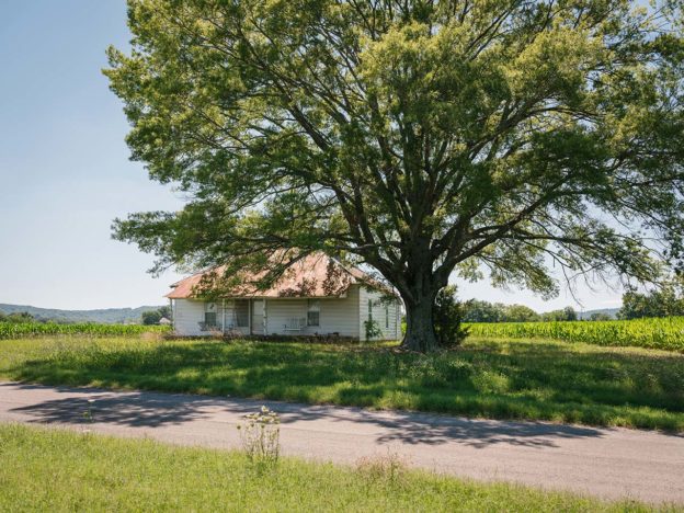 An abandoned home in a field and a large tree